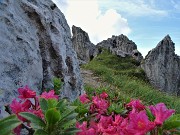 32 In Alben fioritura di rododendro rosa ( Rododentron hirsutum)